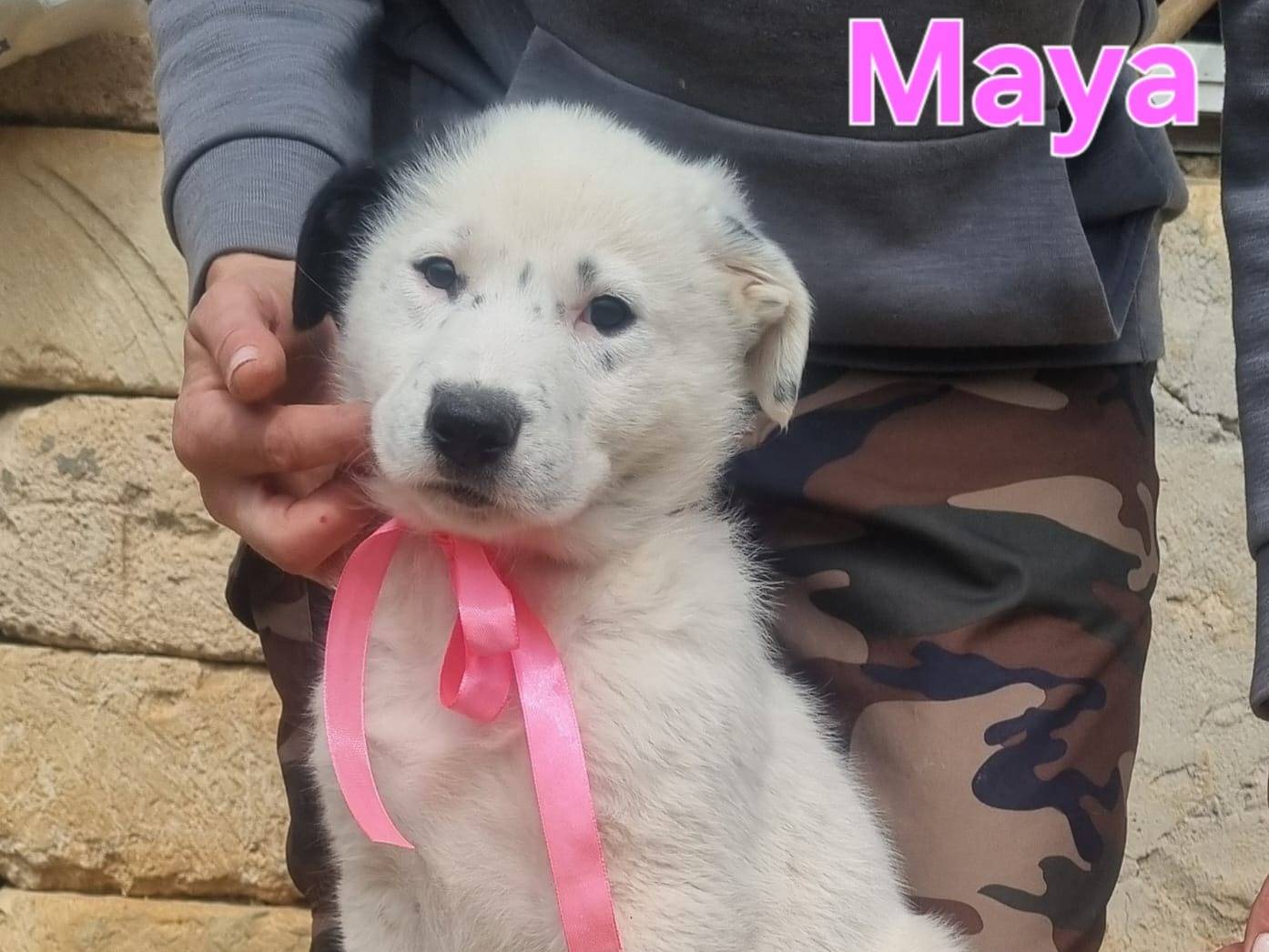 Adotta un cane, taglia grande, femmina, Taranto