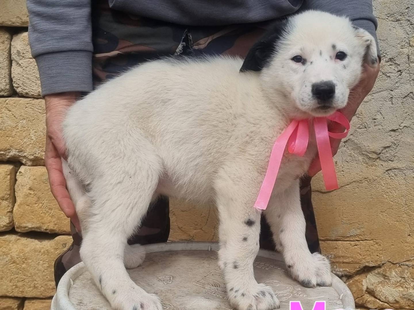 Vuoi adottare un cane a Taranto?