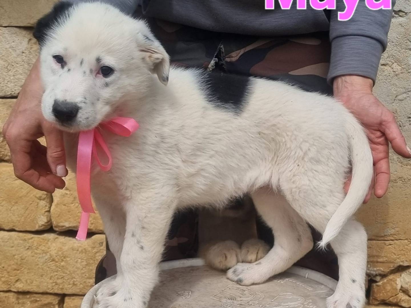Adotta il cane Maya a Taranto