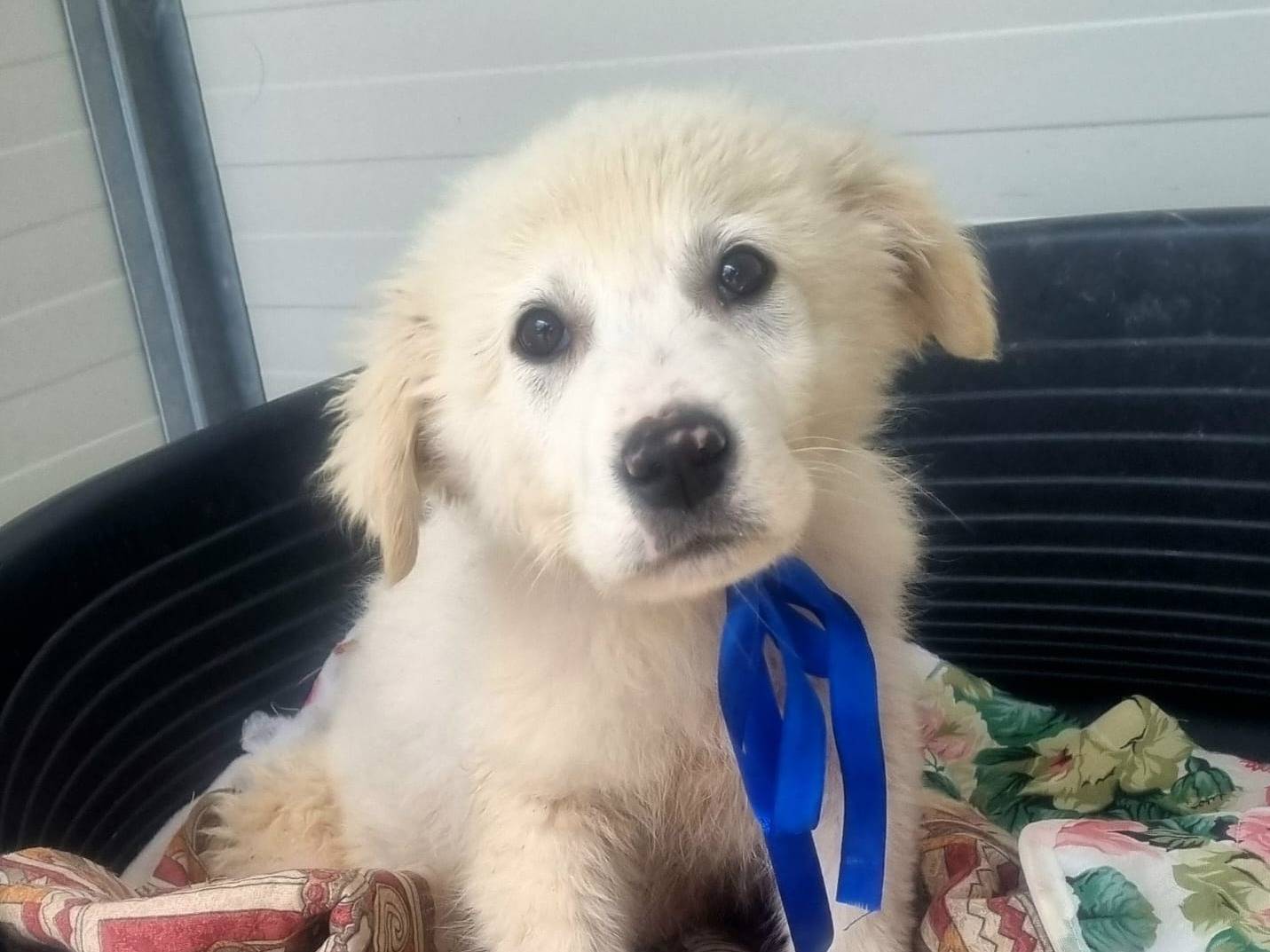 Adozione cane, maschio, Razza sconosciuta Razza sconosciuta, 2 mesi, taglia grande, Taranto