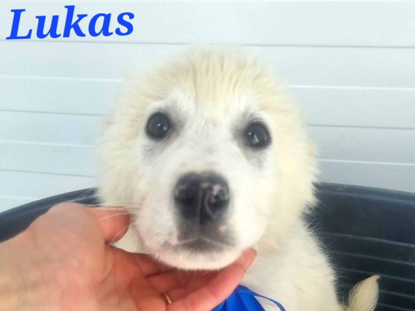 Adotta un cane, maschio, 2 mesi, Taranto