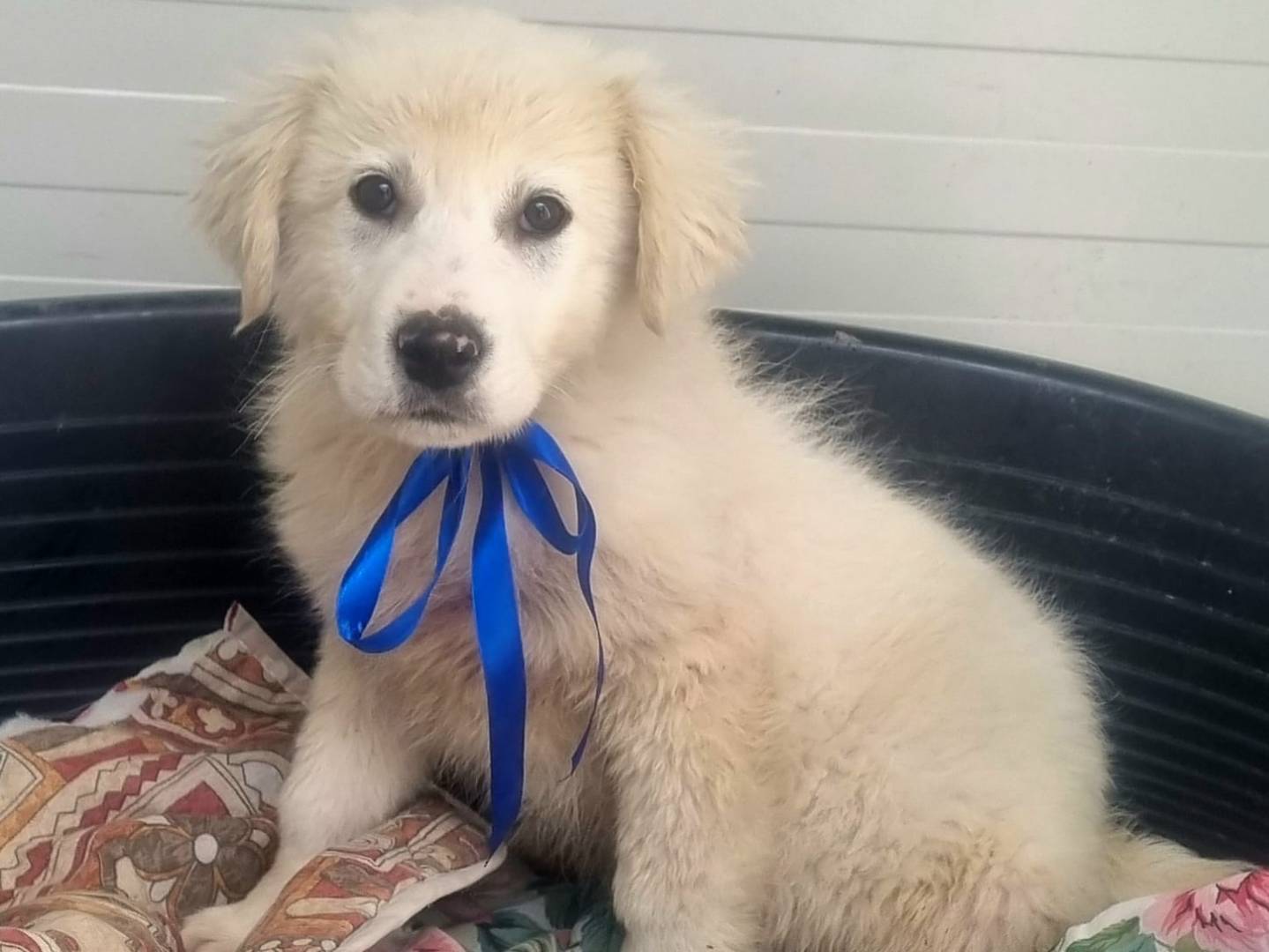 Adotta un cane, taglia grande, maschio, Taranto