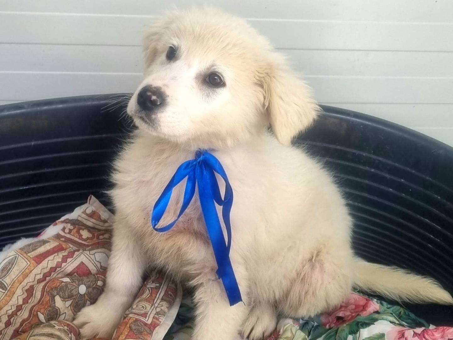 Vuoi adottare un cane a Taranto?