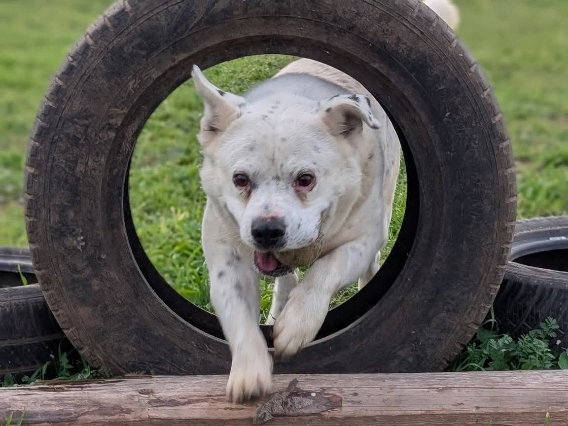 Adozione cane, maschio, Razza sconosciuta Razza sconosciuta, 7 anni e 2 mesi, taglia media, Bari