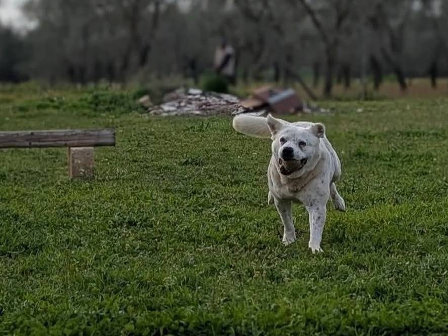 Adotta un cane, maschio, 7 anni e 2 mesi, Bari