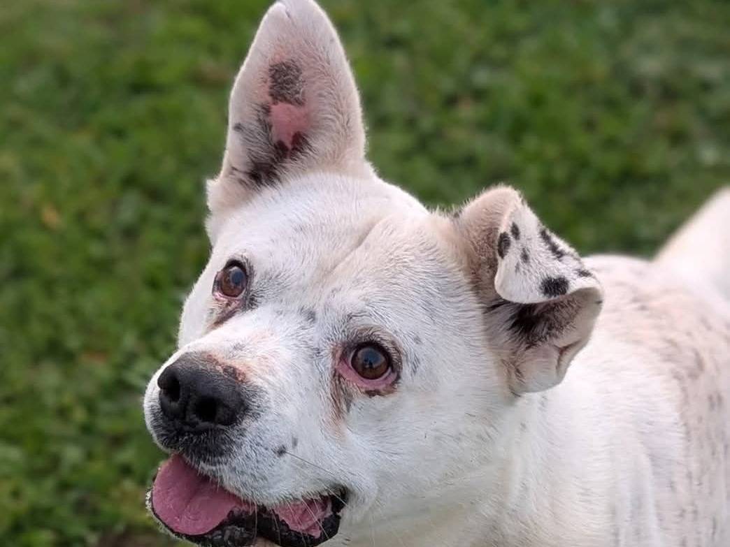 Adotta un cane, taglia media, maschio, Bari