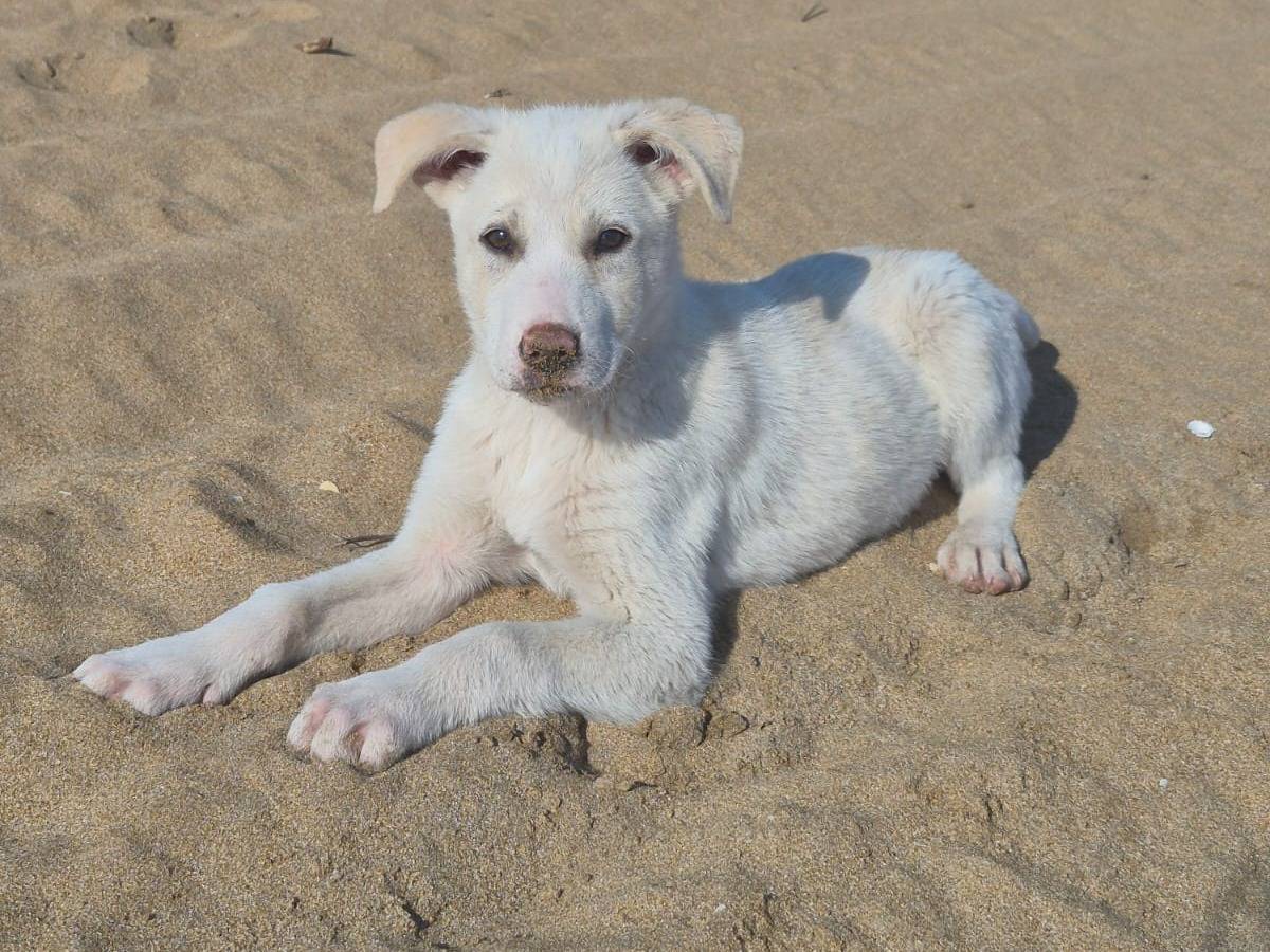 Adozione cane, maschio, Razza sconosciuta Razza sconosciuta, 4 mesi, taglia media, Crotone