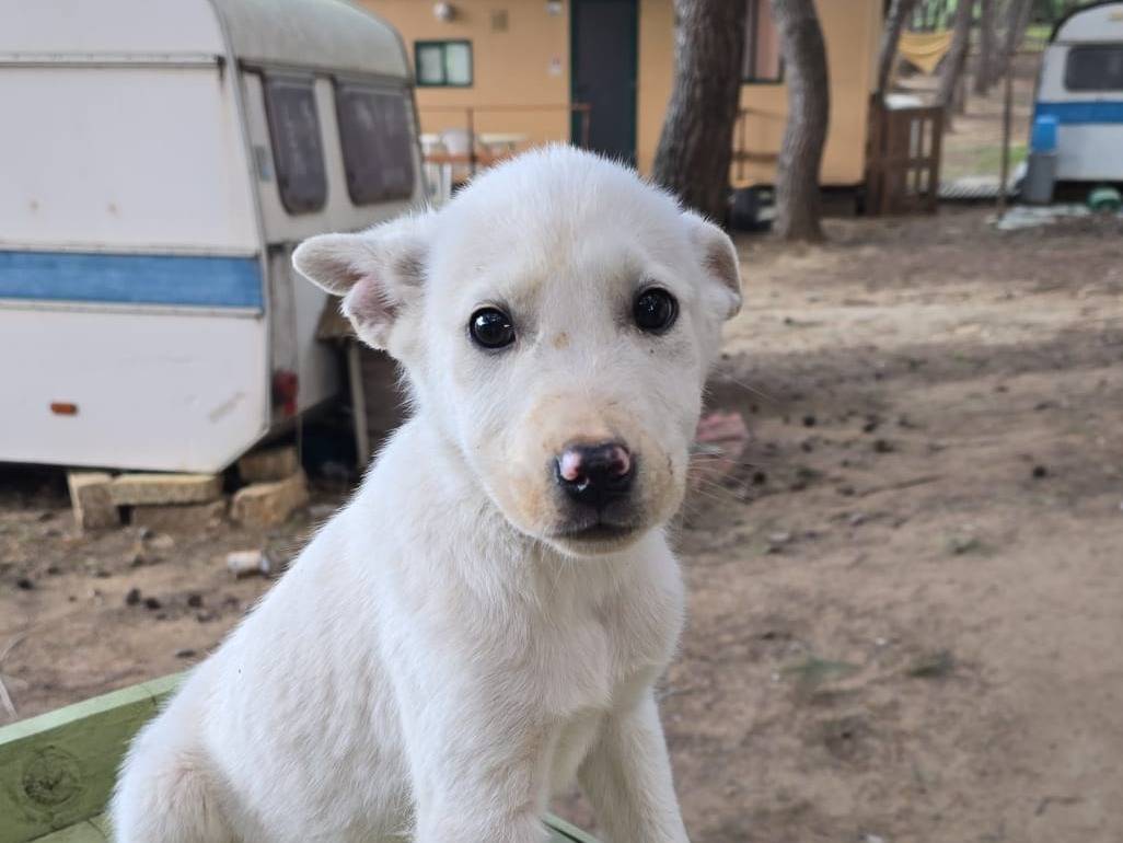 Adotta un cane, maschio, 4 mesi, Crotone