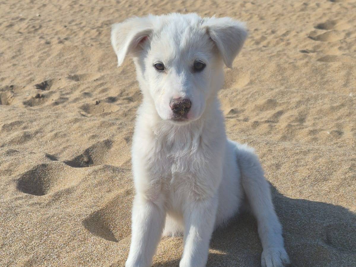 Adozione cane, maschio, Razza sconosciuta Razza sconosciuta, 4 mesi, taglia media, Crotone