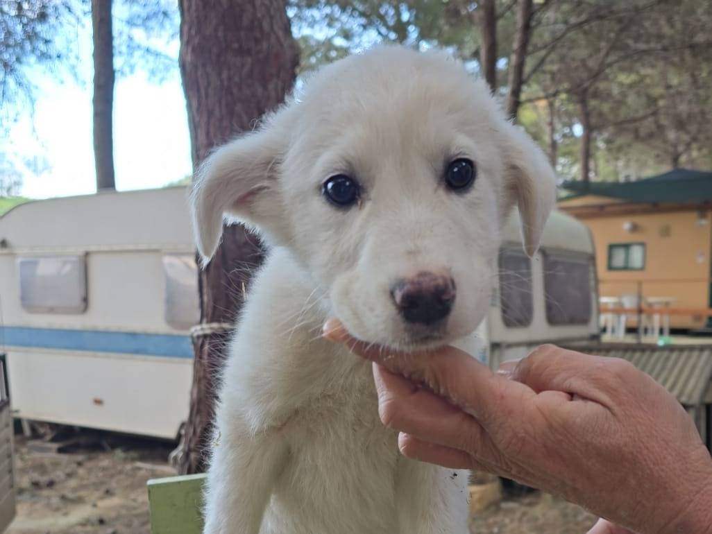 Adotta un cane, maschio, 4 mesi, Crotone