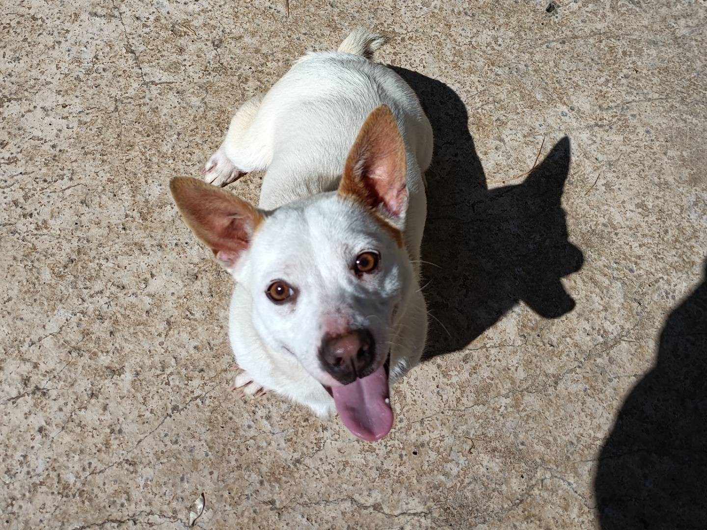 Adozione cane, femmina, Razza sconosciuta Razza sconosciuta, 1 anno e 5 mesi, taglia piccola, Potenza