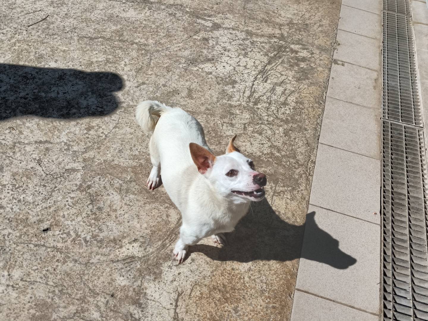 Adotta un cane, femmina, 1 anno e 5 mesi, Potenza