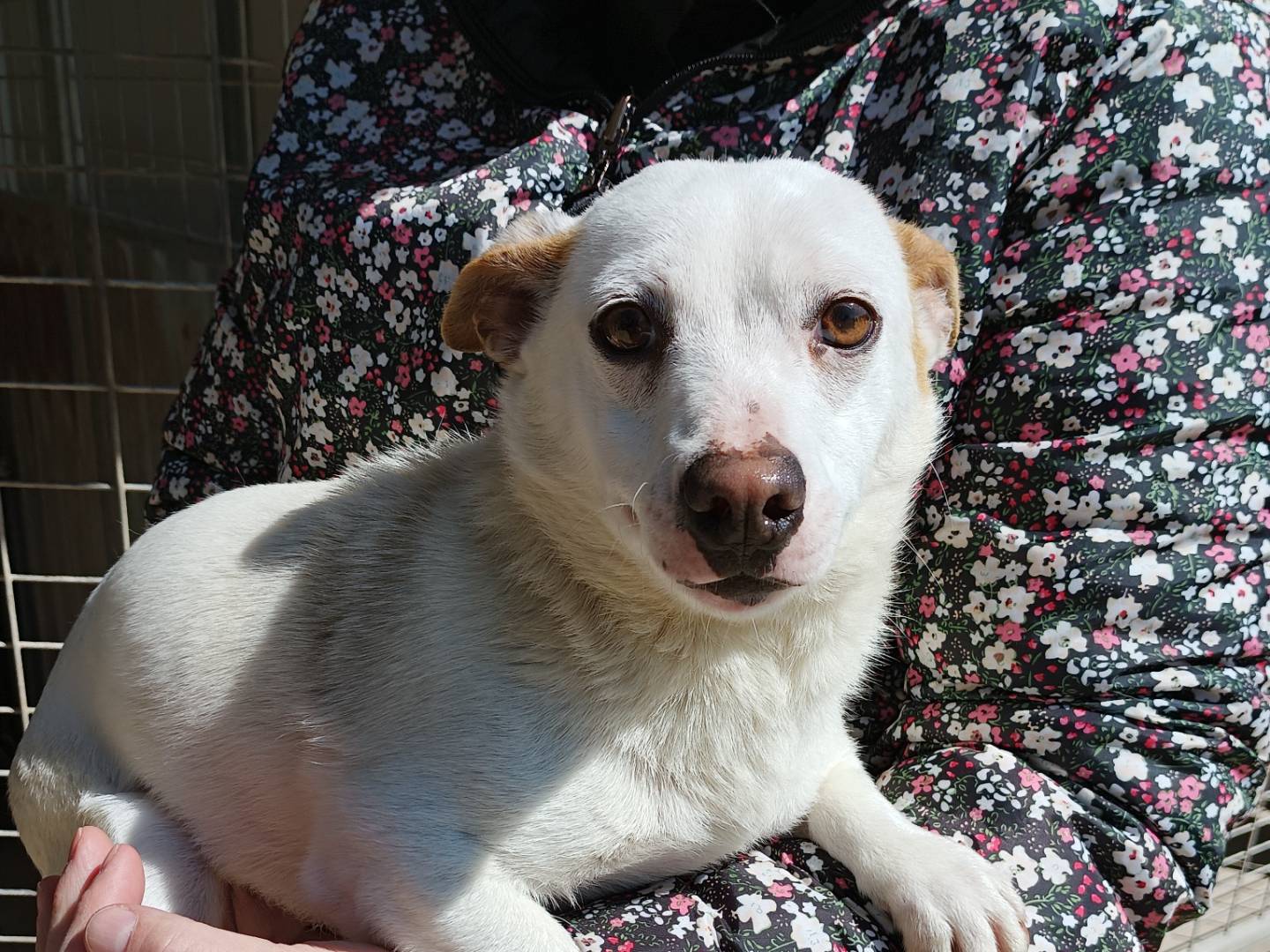 Adotta un cane, taglia piccola, femmina, Potenza