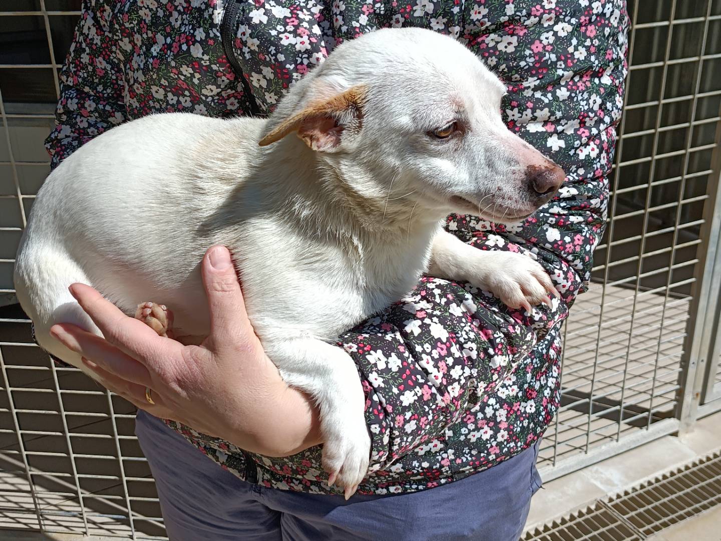 Vuoi adottare un cane a Potenza?