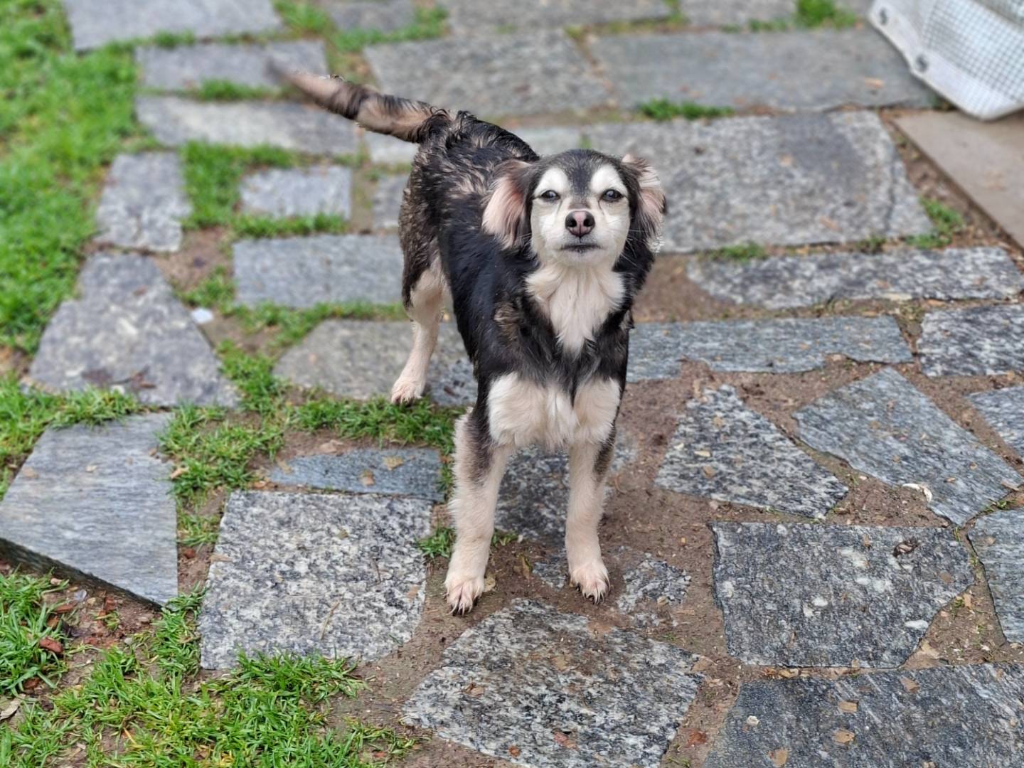 Adozione cane, femmina, Razza sconosciuta Razza sconosciuta, 1 anno e 2 mesi, taglia piccola, Asti