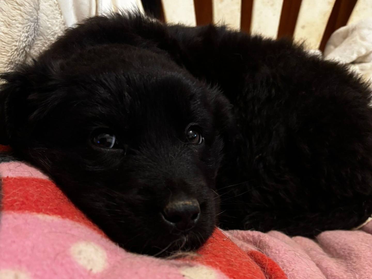 Adotta un cane, femmina, 2 mesi, Potenza