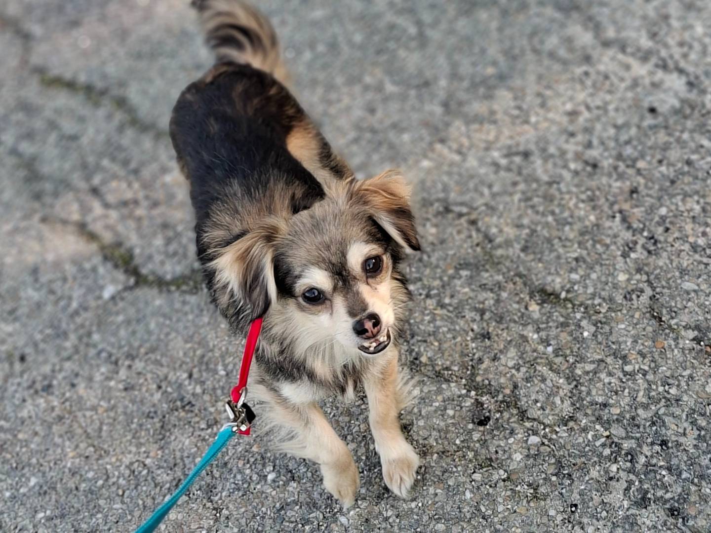 Adozione cane, femmina, Razza sconosciuta Razza sconosciuta, 2 anni e 7 mesi, taglia piccola, Asti