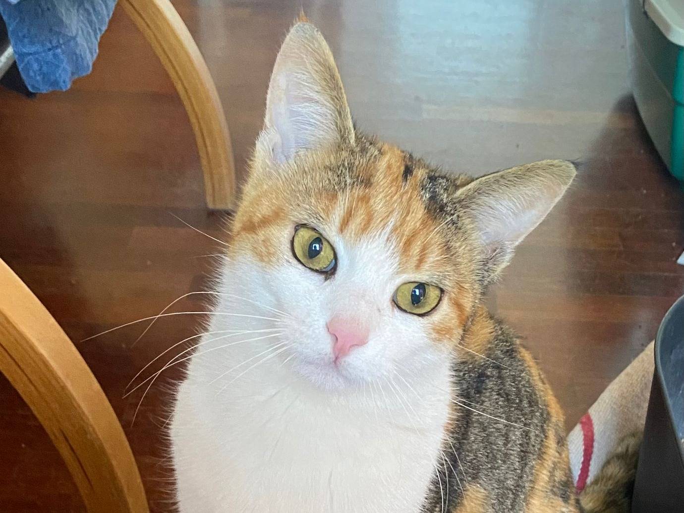 Adozione gatto, femmina, Razza sconosciuta Razza sconosciuta, 8 mesi, taglia non valida, Parma