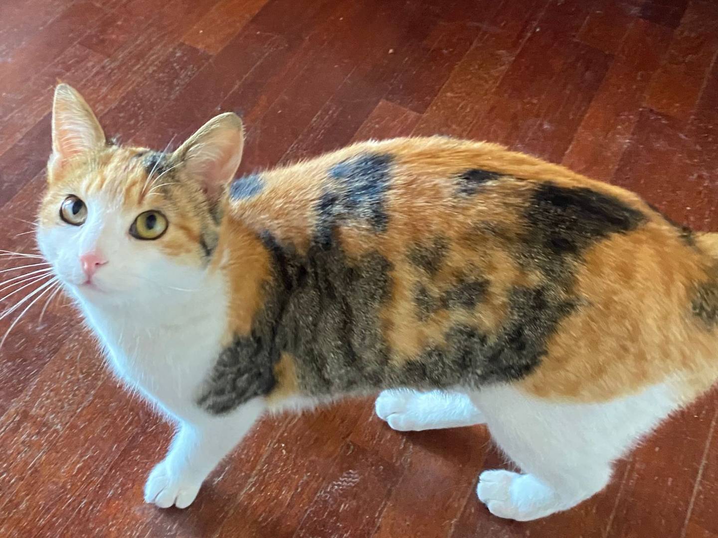 Adotta un gatto, femmina, 8 mesi, Parma