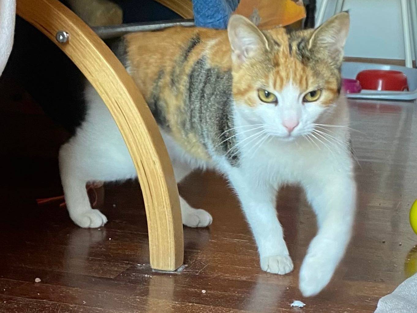 Adotta un gatto, taglia non valida, femmina, Parma