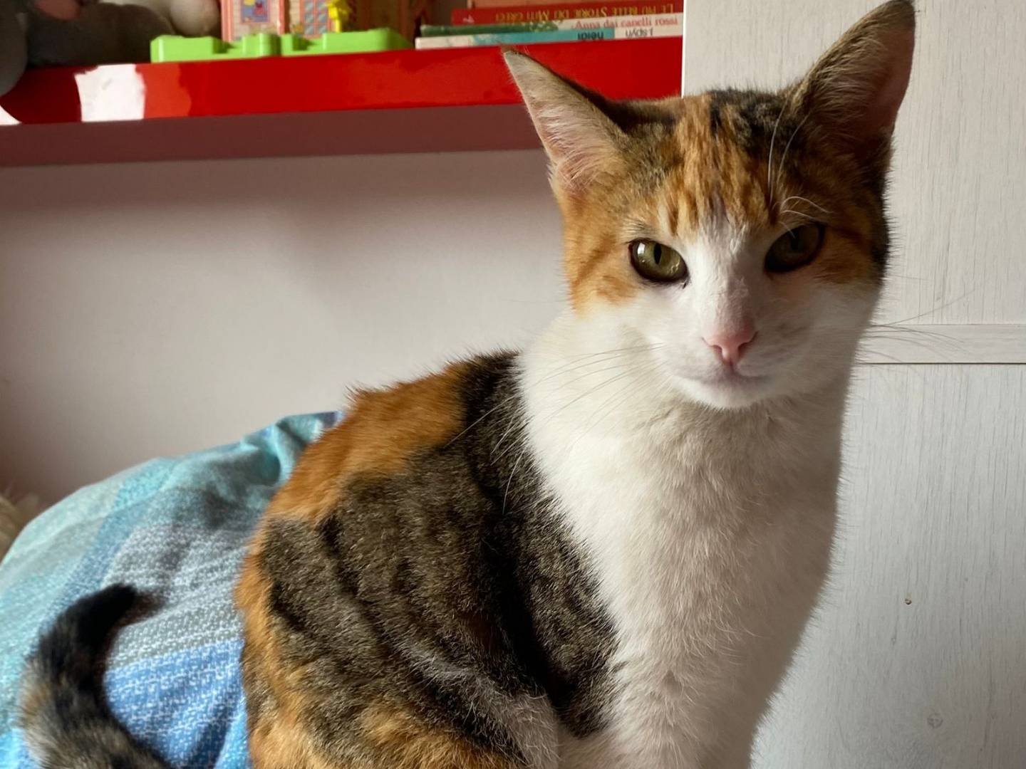 Vuoi adottare un gatto a Parma?