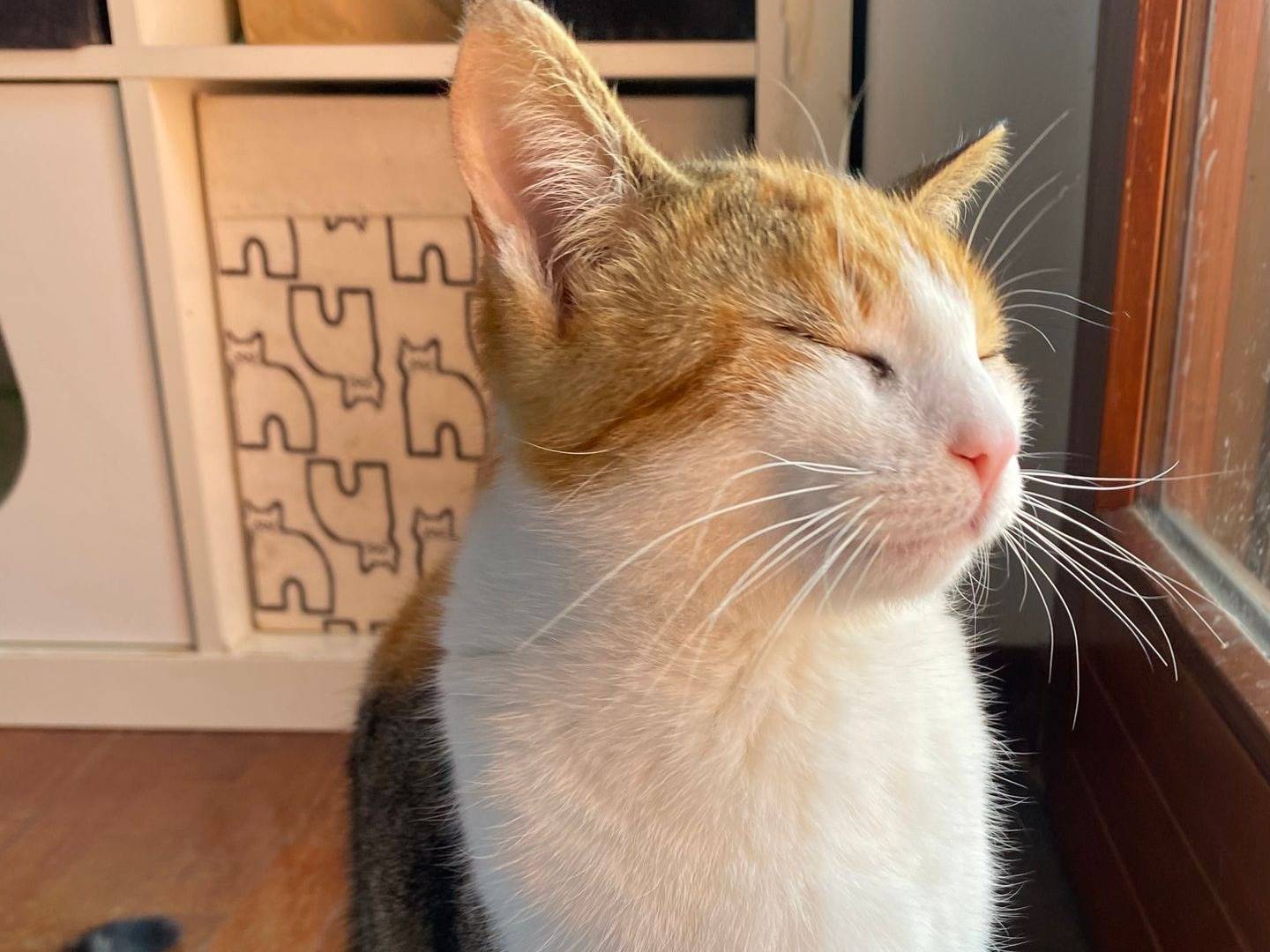 Adotta il gatto TAITU a Parma