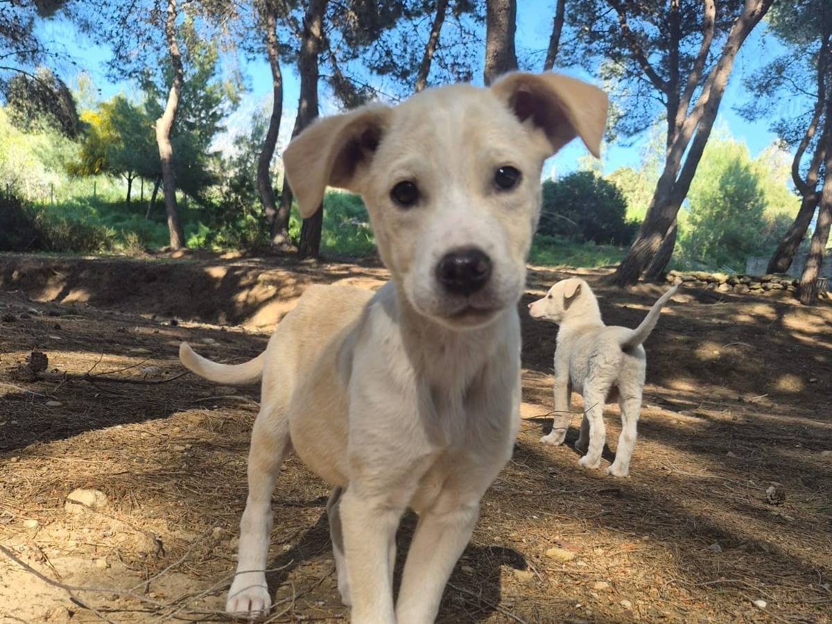 Adozione cane, maschio, Razza sconosciuta Razza sconosciuta, 4 mesi, taglia media, Crotone