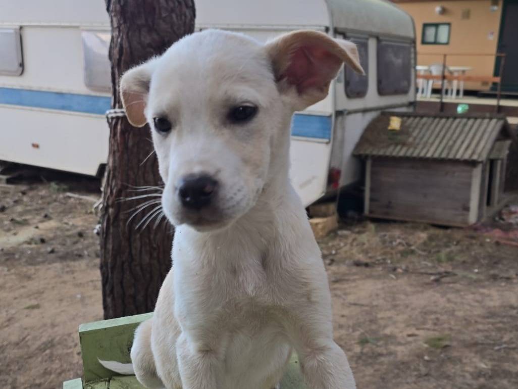 Adotta un cane, maschio, 4 mesi, Crotone