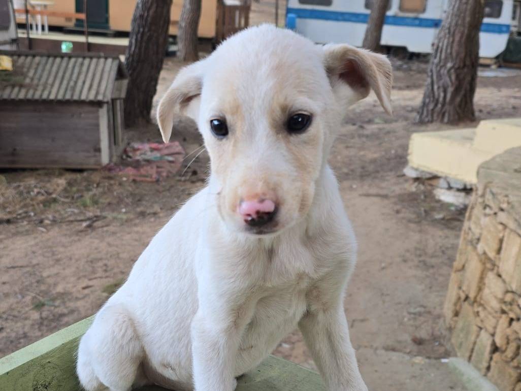 Adozione cane, femmina, Razza sconosciuta Razza sconosciuta, 4 mesi, taglia media, Crotone