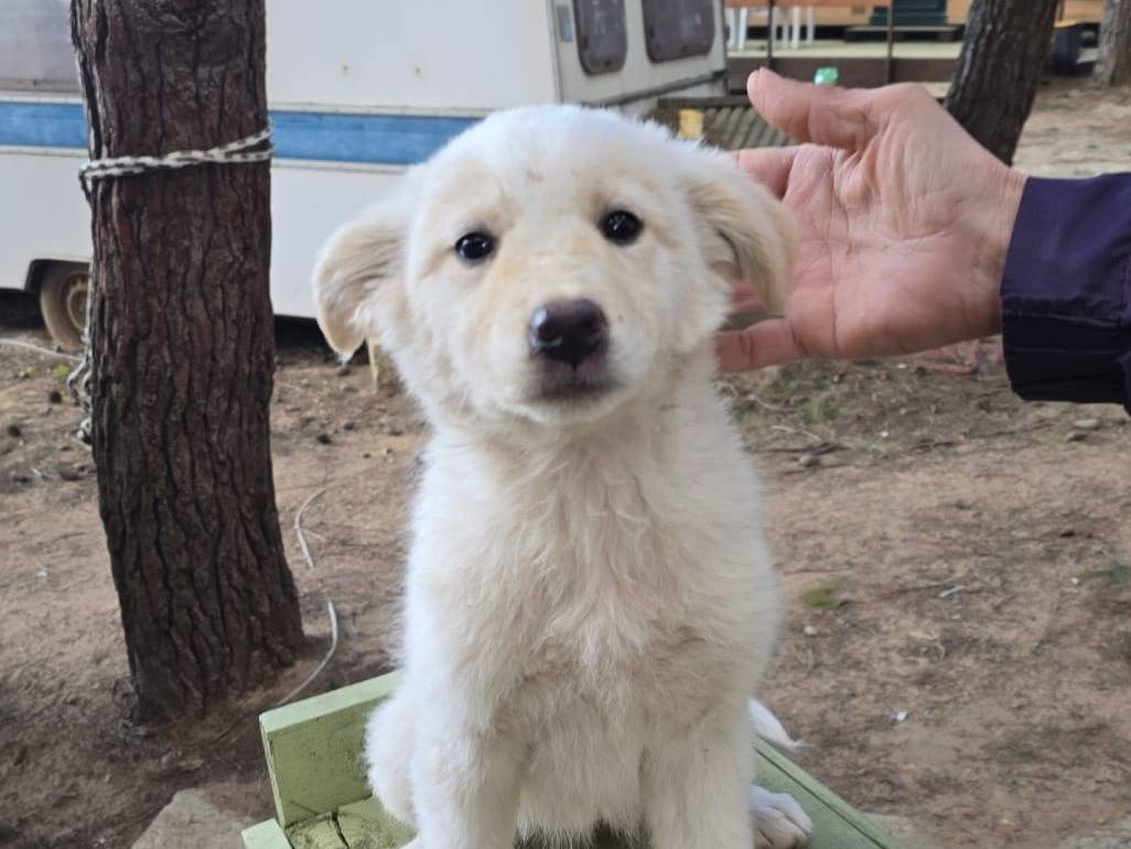 Adozione cane, femmina, Razza sconosciuta Razza sconosciuta, 4 mesi, taglia media, Crotone