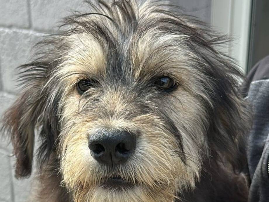 Adozione cane, femmina, Razza sconosciuta Razza sconosciuta, 5 mesi, taglia media, Crotone