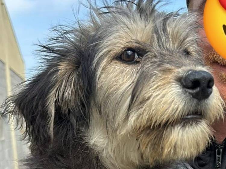 Adotta un cane, femmina, 5 mesi, Crotone