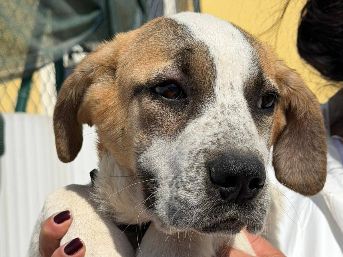 Adotta un cane, femmina, 5 mesi, Crotone
