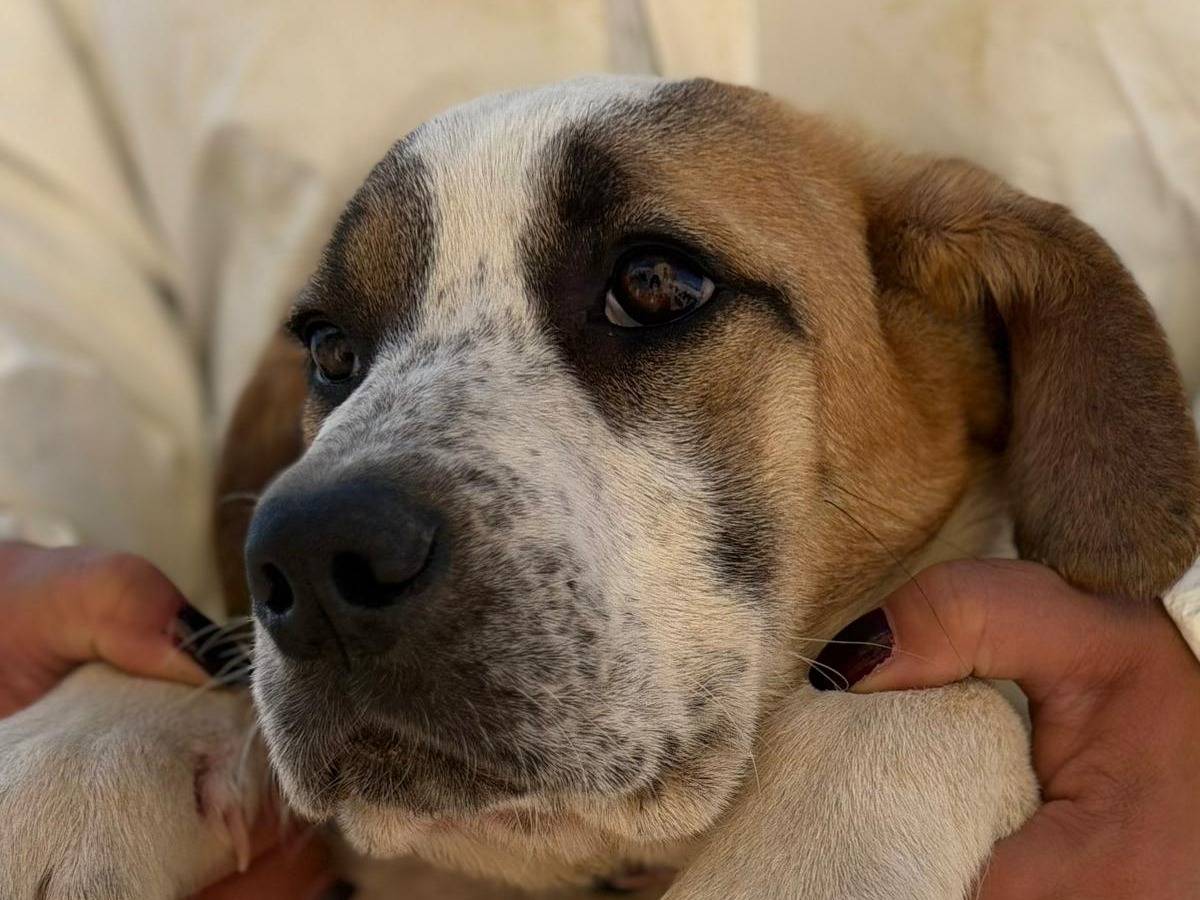 Adotta un cane, taglia media, femmina, Crotone