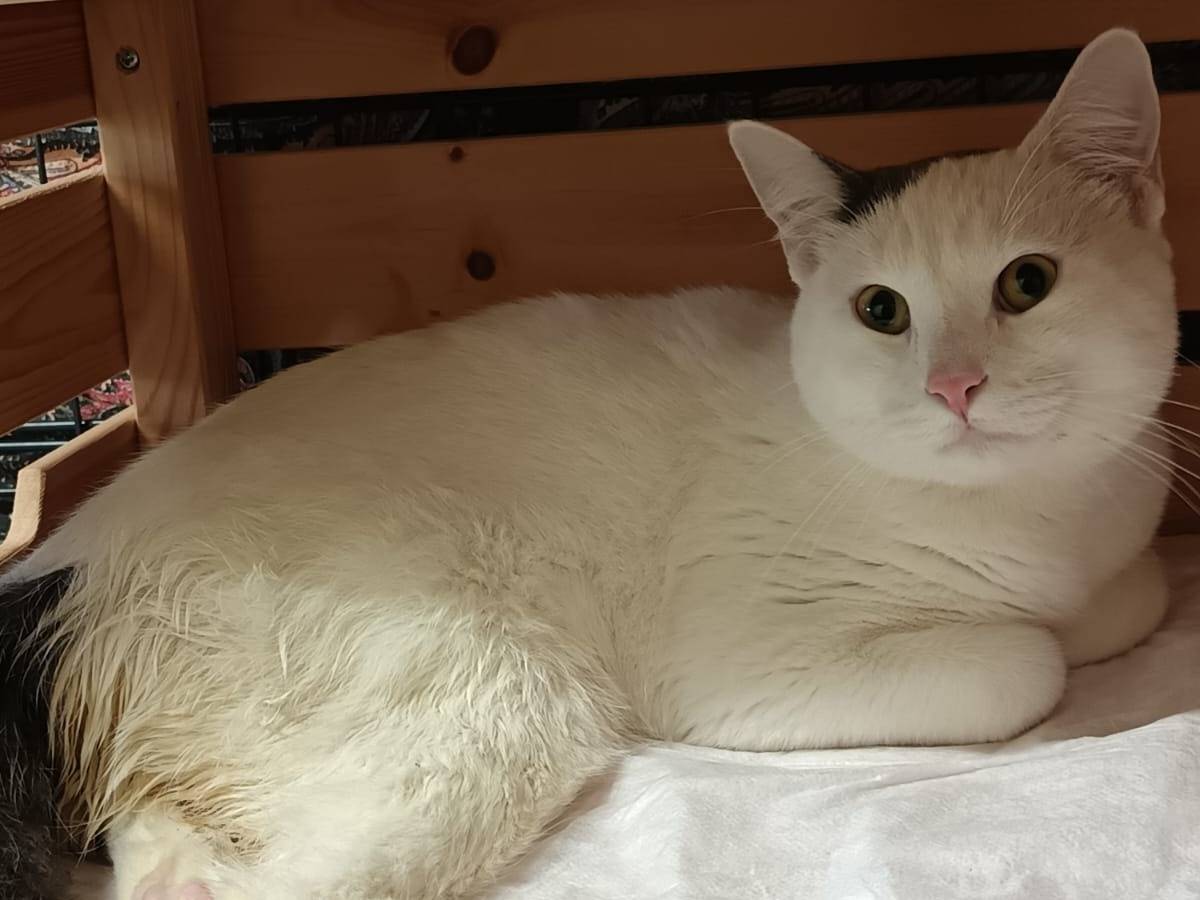 Adozione gatto, maschio, Razza sconosciuta Razza sconosciuta, 5 anni e 2 mesi, taglia non valida, Ravenna