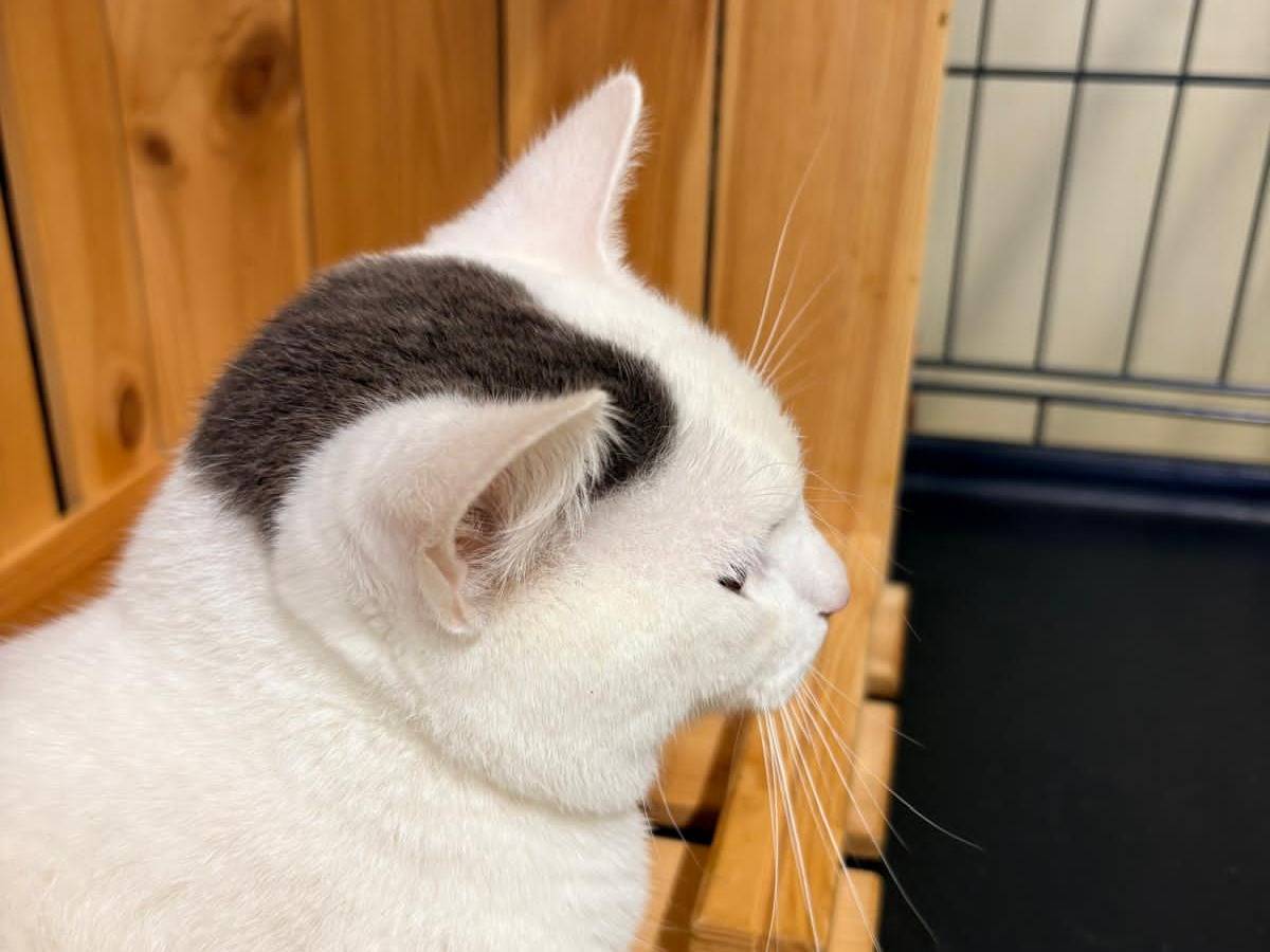 Adotta un gatto, taglia non valida, maschio, Ravenna