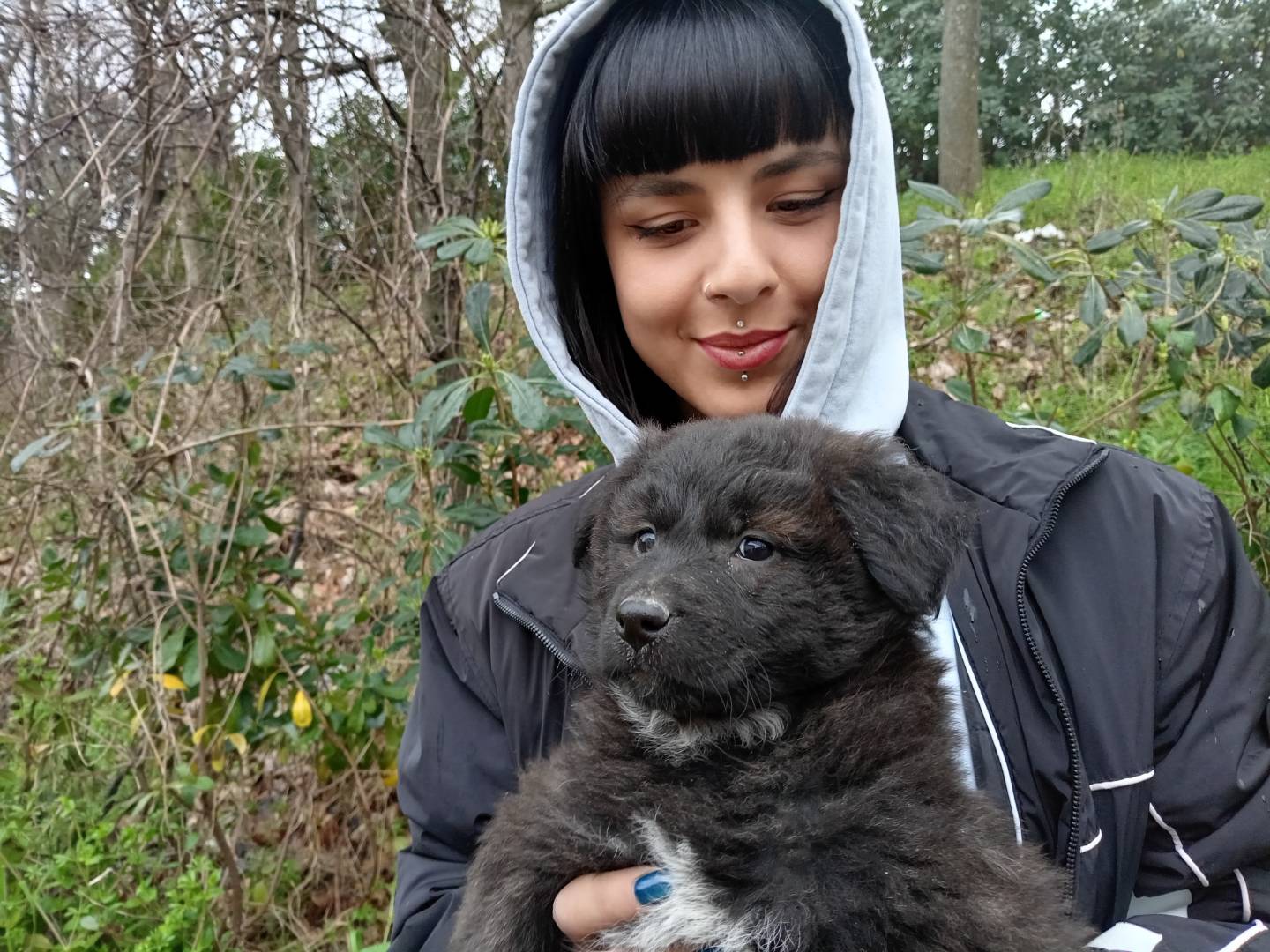 Adozione cane, femmina, Razza sconosciuta Razza sconosciuta, 1 mesi, taglia media, Potenza