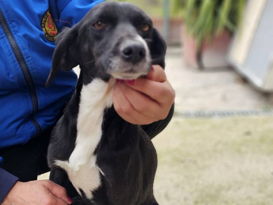 Adozione cane, femmina, Razza sconosciuta Razza sconosciuta, 5 anni e 2 mesi, taglia media contenuta, Avellino