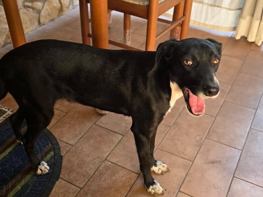 Adotta un cane, taglia media contenuta, femmina, Avellino