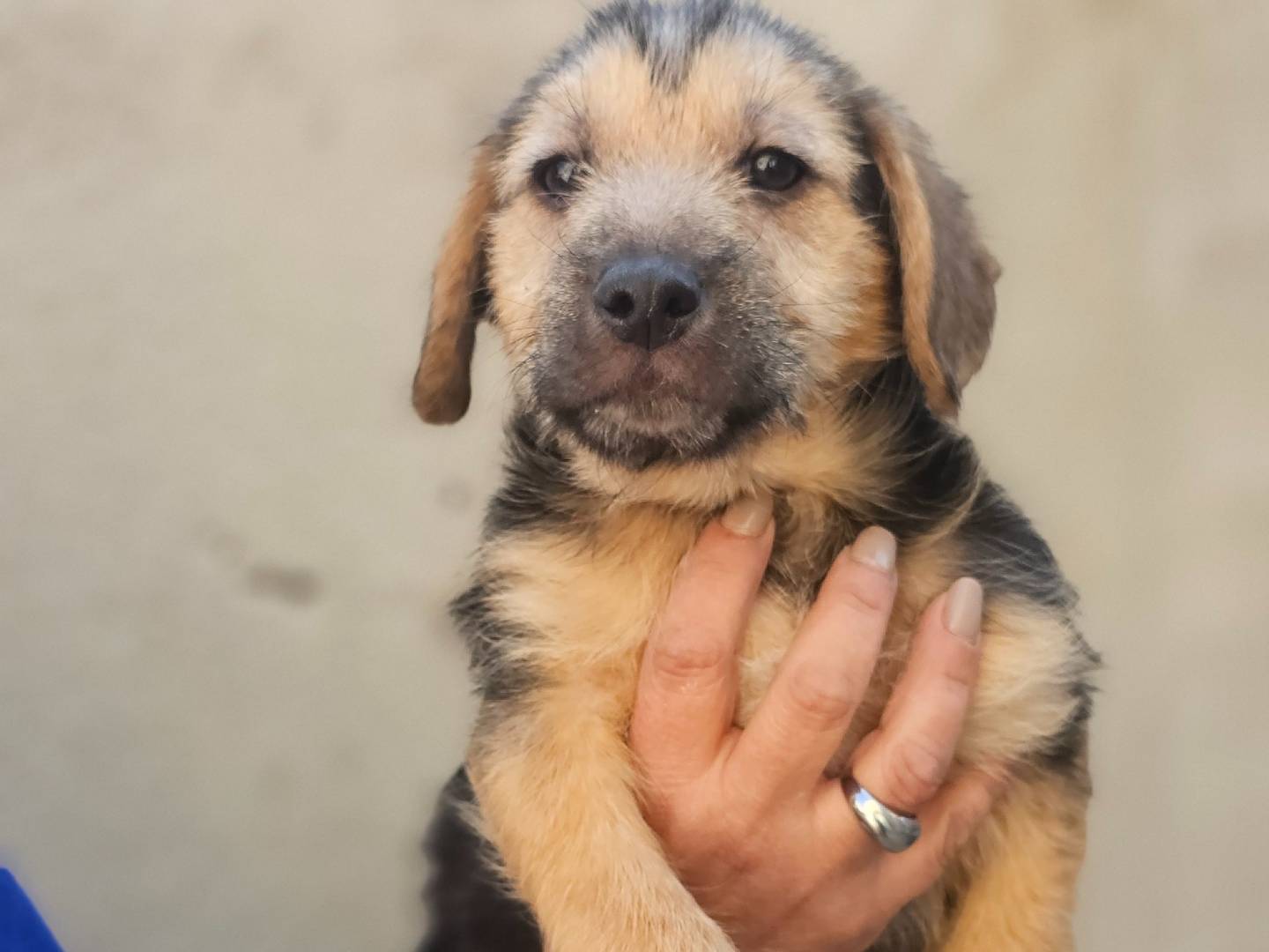 Adotta un cane, taglia media contenuta, maschio, Avellino