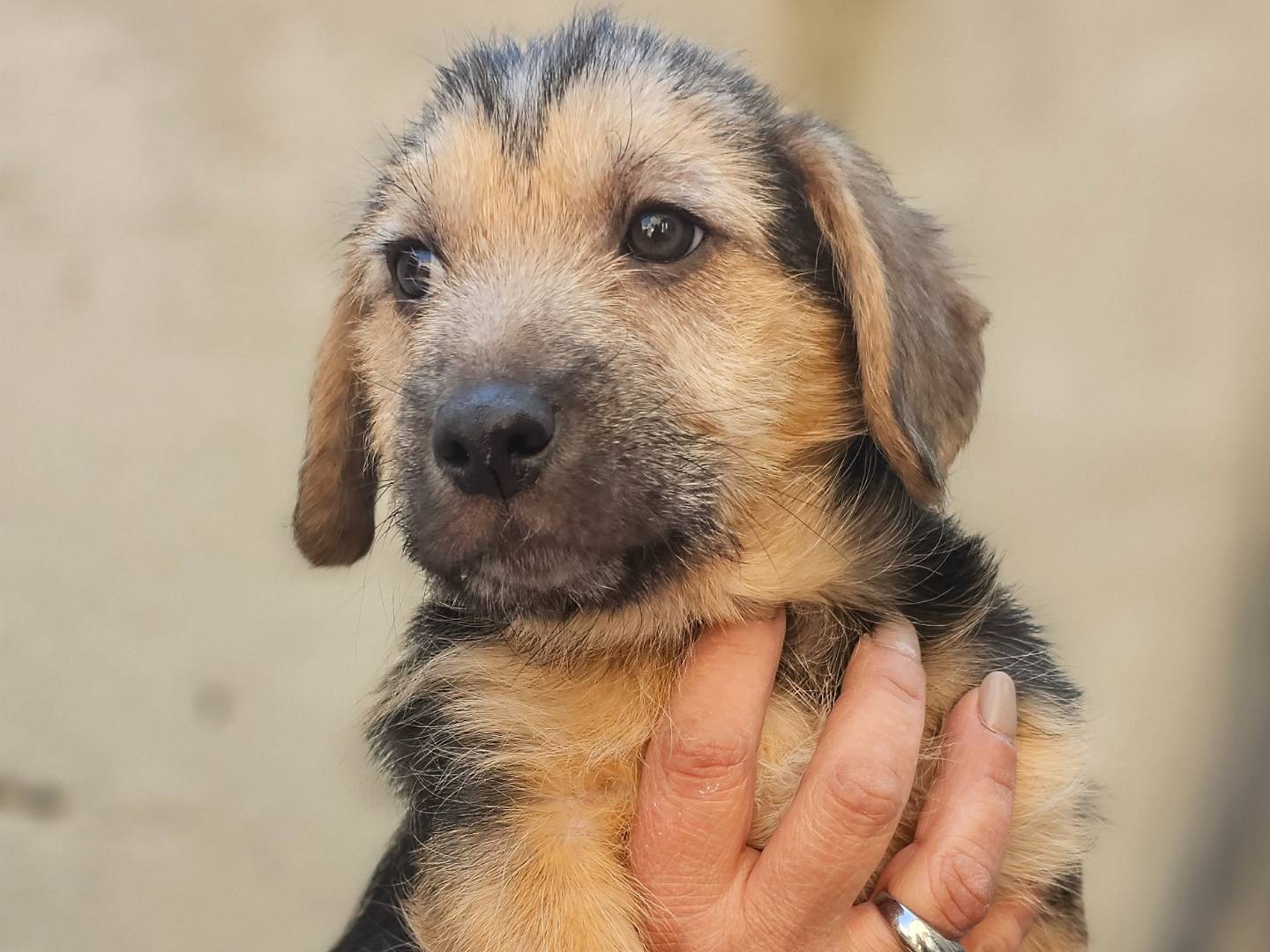 Vuoi adottare un cane a Avellino?