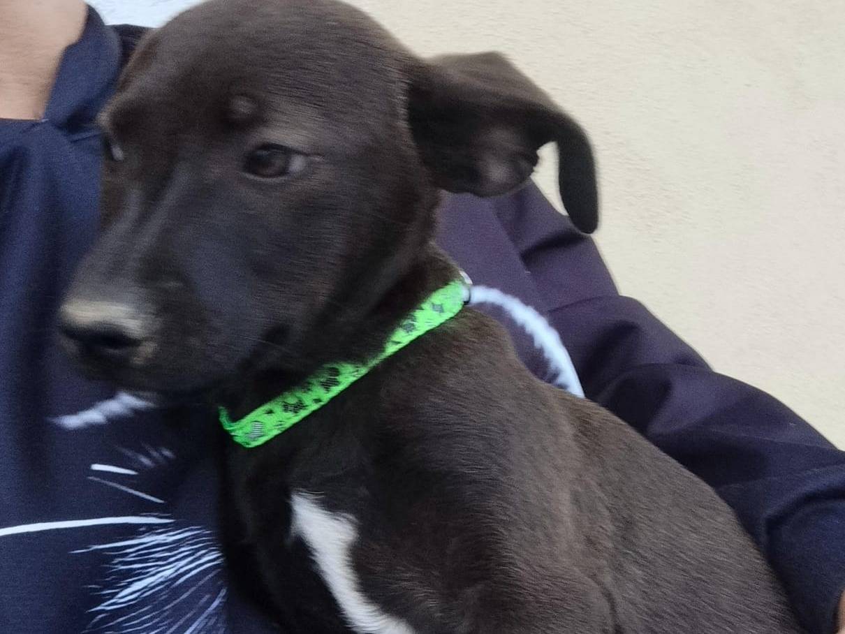 Adotta un cane, maschio, 6 mesi, Torino