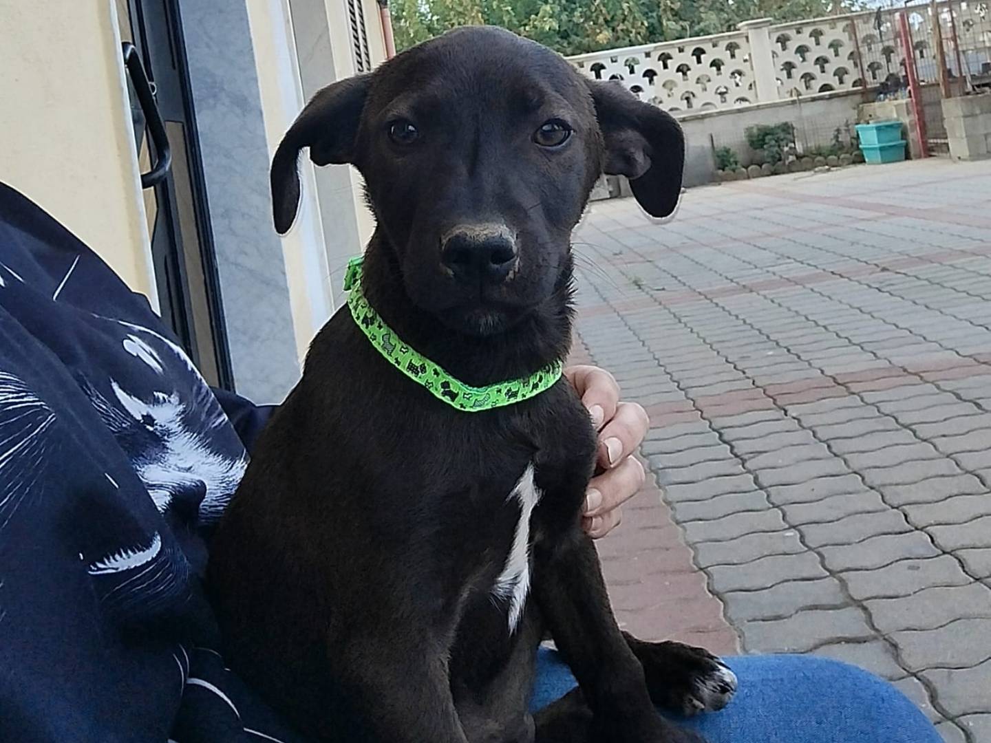 Adotta un cane, taglia media contenuta, maschio, Torino