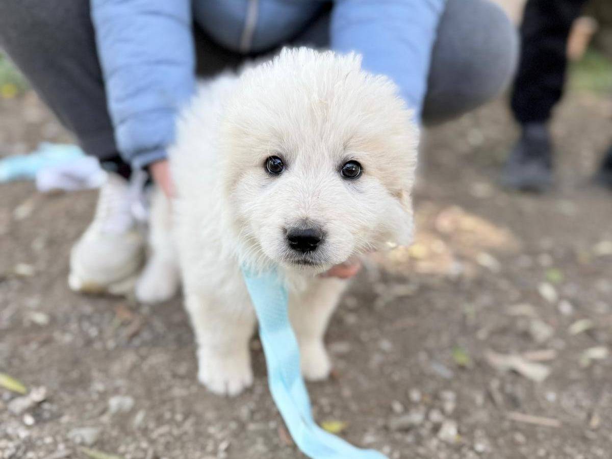 Adozione cane, maschio, Razza sconosciuta Razza sconosciuta, 1 mesi, taglia media, Avellino
