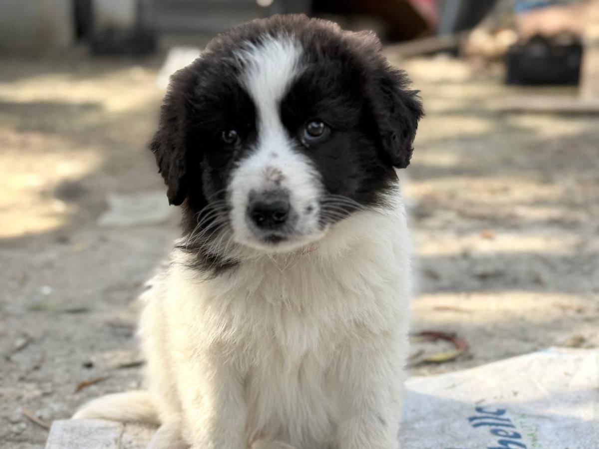 Adozione cane, femmina, Razza sconosciuta Razza sconosciuta, 2 mesi, taglia media, Avellino