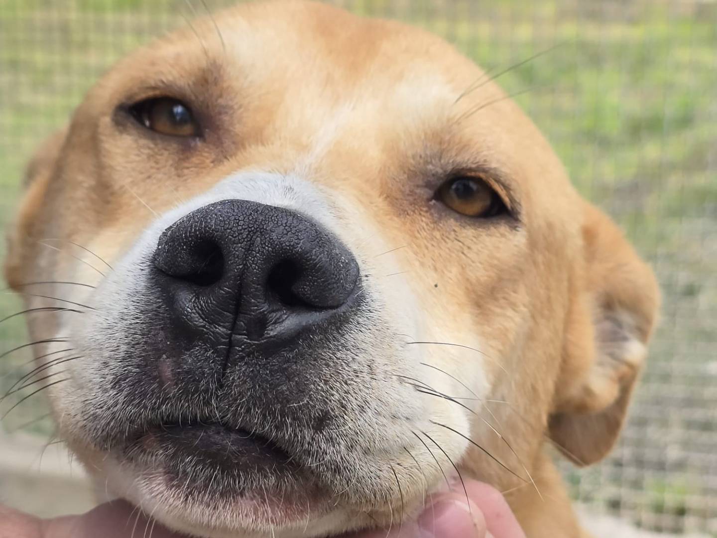 Adozione cane, maschio, Razza sconosciuta Razza sconosciuta, 1 anno e 2 mesi, taglia media, Trapani