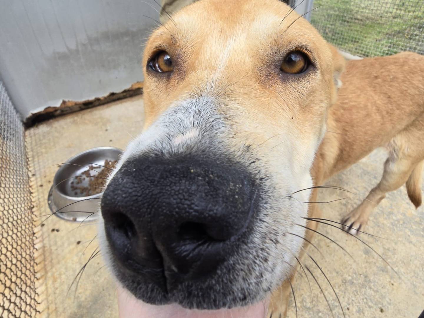 Adotta un cane, taglia media, maschio, Trapani