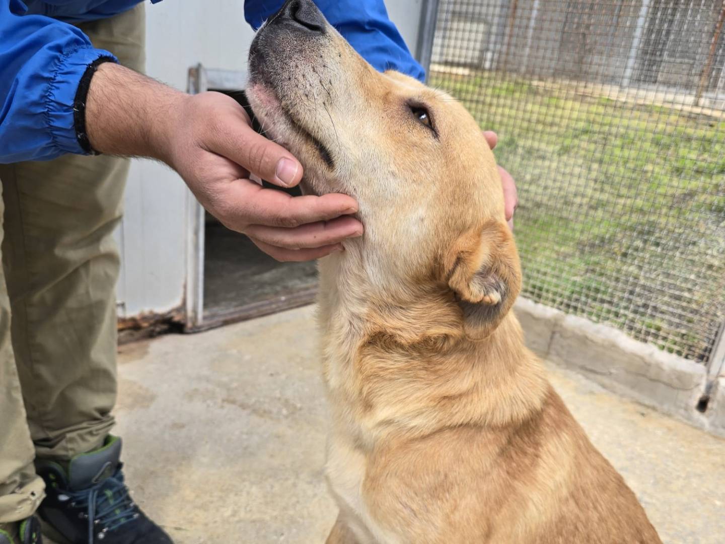 Vuoi adottare un cane a Trapani?