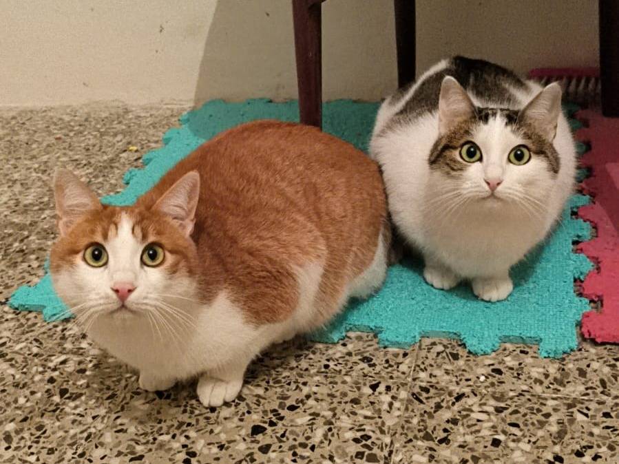 Adotta un gatto, taglia non valida, femmina, Bari