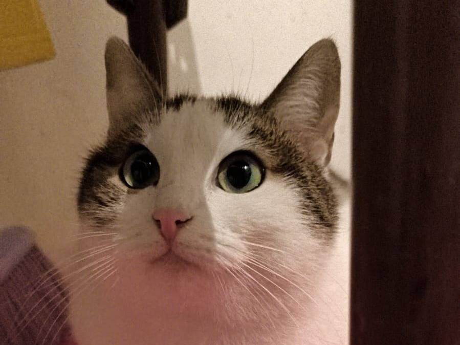 Vuoi adottare un gatto a Bari?